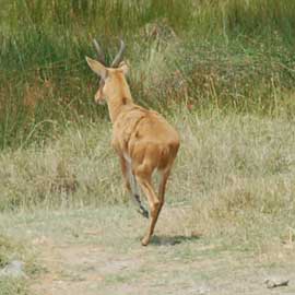 reedbuck