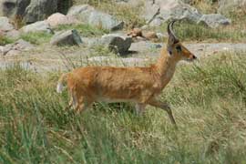 reedbuck
