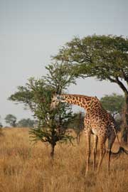 giraffe