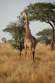giraffe