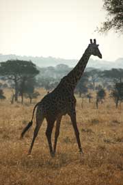 giraffe