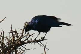 starling