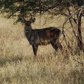 waterbuck