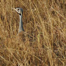 bustard