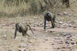 baboon