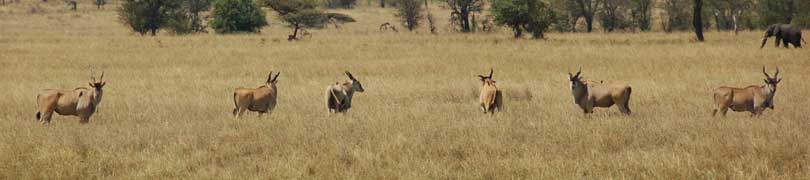 eland