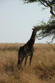 giraffe