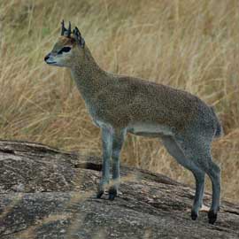 klipspringer