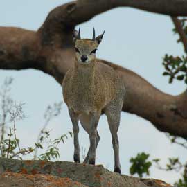 klipspringer