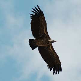 vulture
