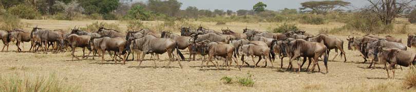 wildebeest