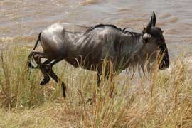 wildebeest