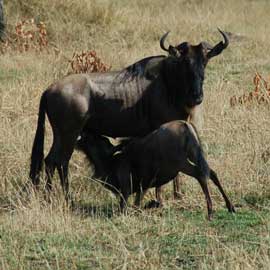 wildebeest