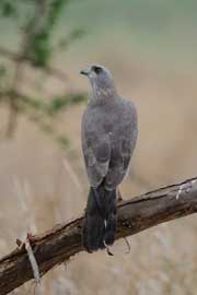 goshawk