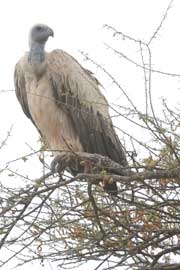 vulture