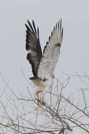 augur buzzard