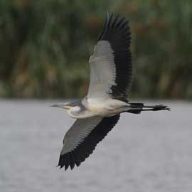 heron