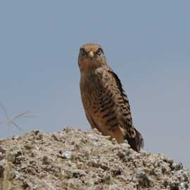kestrel