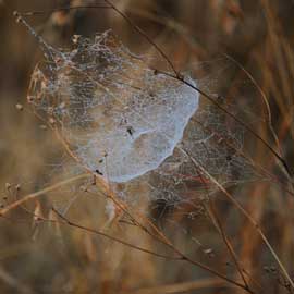 cobweb
