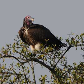 vulture