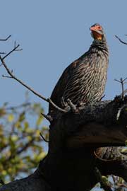 spurfowl