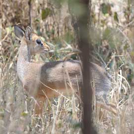 dikdik