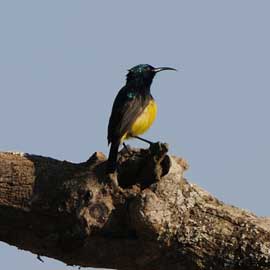 sunbird