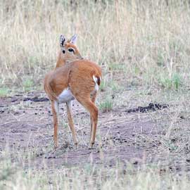 oribi