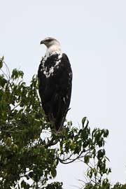 fish eagle