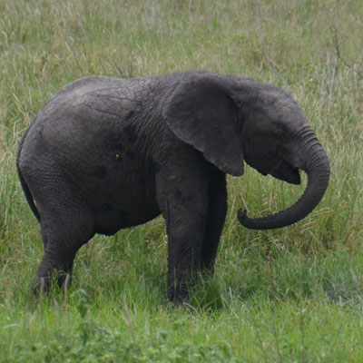 elephant