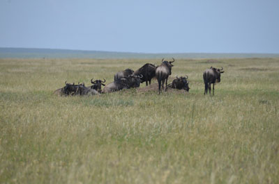 wildebeest