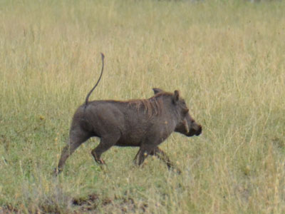 warthog