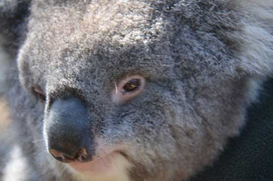 koala