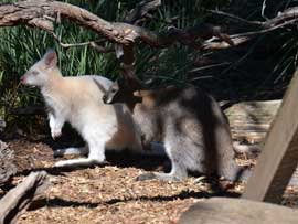 wallabies