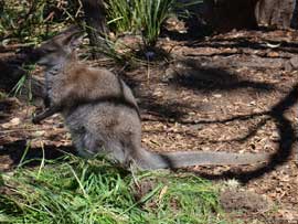 wallabies