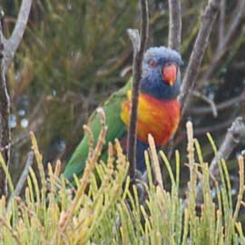 lorikeet