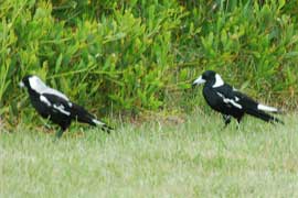 magpies