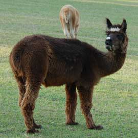 alpaca