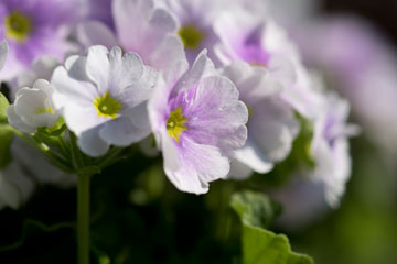 primula