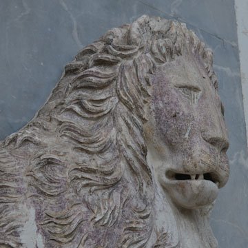 lion