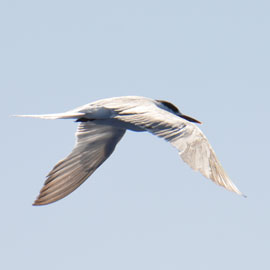 tern