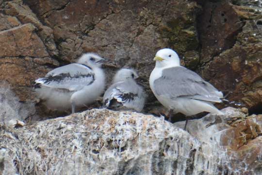 kittiwake