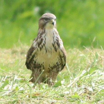 buzzard
