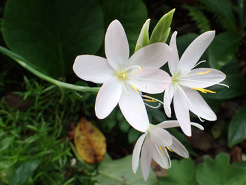 whiteflower