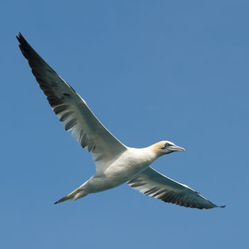 gannet