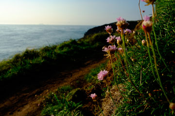 coastal flowers