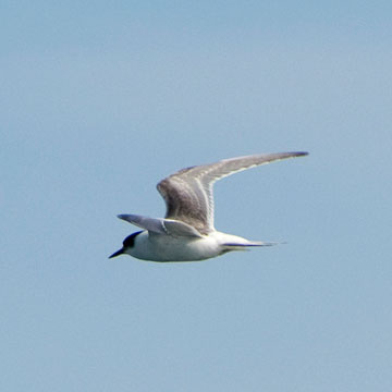 tern