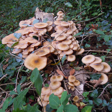 fungus