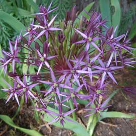 allium
