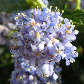 ceanothus